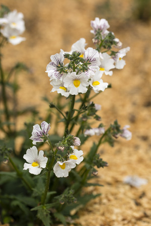 White flowers of ornamental plants in mulch bark.の写真素材