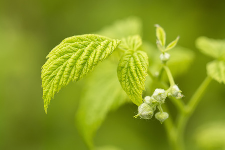 Pump of raspberry bloom with green leaf.の写真素材