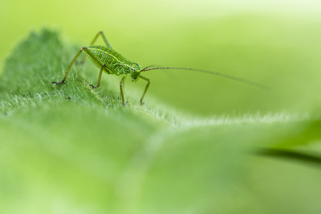Tettigonia viridissima - A young grasshopper sitting on a leaf.の写真素材