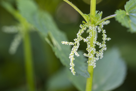 Flower of nettles in nature.の写真素材