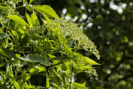 Flower bud on elderberry bushes.の写真素材
