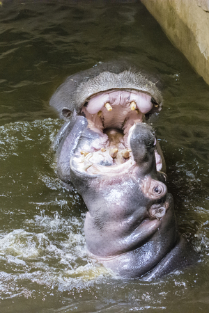Hitting the hippos in dirty water.