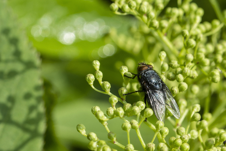 Fly on the flower buds of elderberry.の写真素材