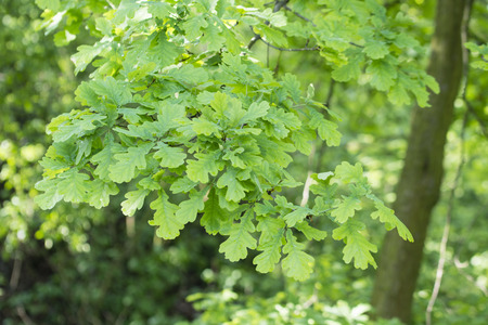 Dark leaves of oak on branches.