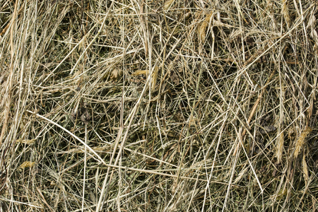 Drying blades of grass - hay.の写真素材