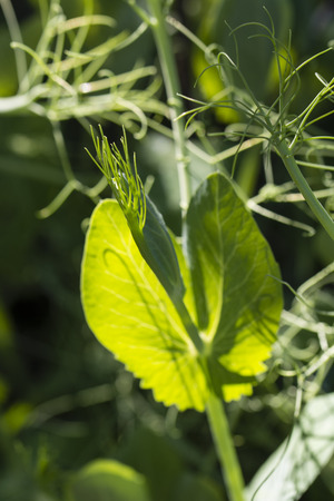 Peas and its green frowns.の写真素材