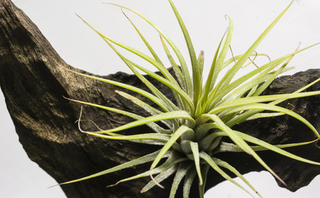 Tillandsia growing on a trunk with plants - view from the mountain.の写真素材