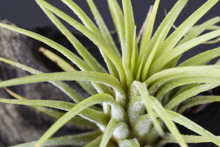 Tillandsia growing on a trunk with plants - view from the mountain.の写真素材