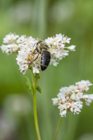 Bee pollinating buckwheat blossom.の写真素材