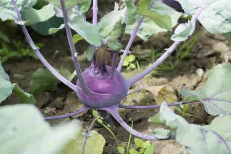 A violet kohlrabi growing in the field.の写真素材