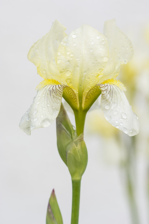 Yellow flowers of the iris and dew drops.の写真素材