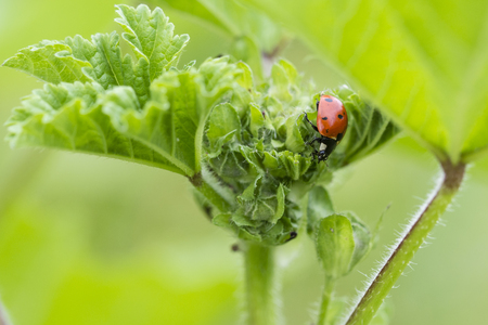 The ladybird on the mallow leaves.の写真素材