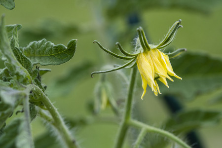 Yellow flower of a tomato apple.の写真素材