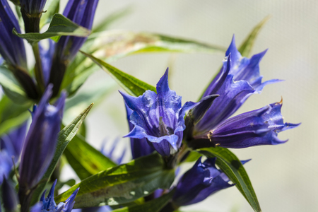 Campanula - Blue bell flowers.の写真素材