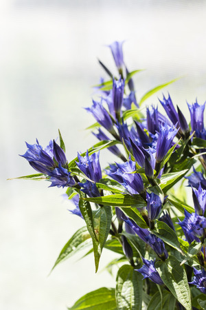 Campanula - Blue bell flowers.の写真素材