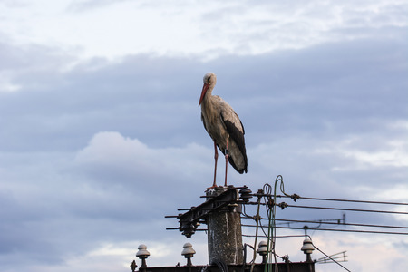White stork seated on a concrete pole with an electric line.