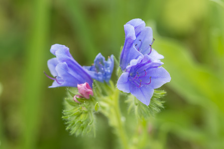 Phacelia - Bright blue flowers in a macro view of a meadow.の写真素材