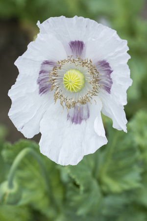 White poppy flower on a plant.の写真素材