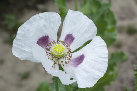White poppy flower on a plant.の写真素材