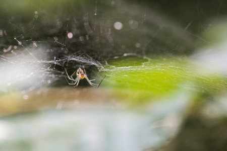 Spider on the web.の写真素材