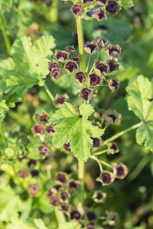 Ripe seed of the mallow on the plant.の写真素材
