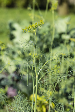 Drops of dew on a dill in the garden.の写真素材