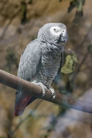 A gray parrot sitting and looking at a branch.の写真素材