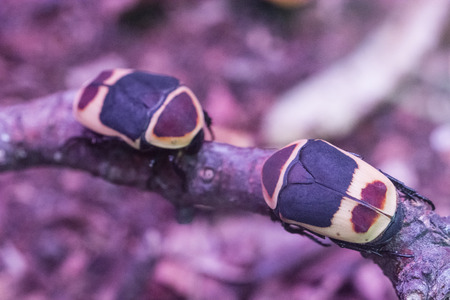 Beetle of the Golden Bears on a Branch - Pachnoda - Sun Beetle.
