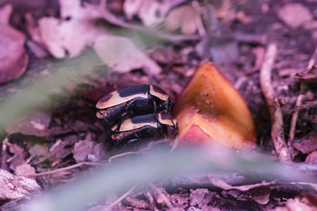 Beagle of gold-hawks mating - Pachnoda - Sun beetle.