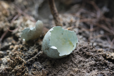 Shells of bluish eggs on clay.