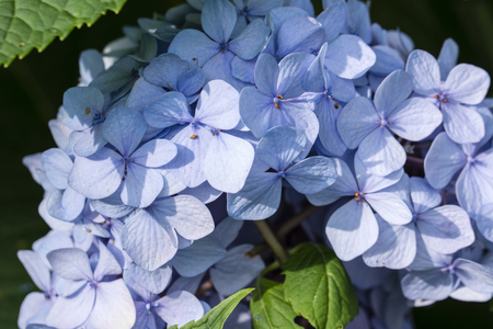 Blue Flower of Hortensians Detail.