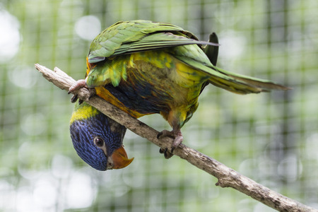 Colorful parrot on branch looking down.