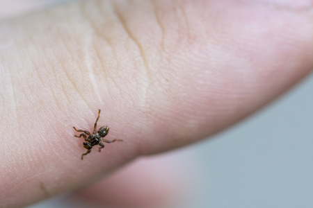 Unpleasant clinging insects on your finger.の写真素材