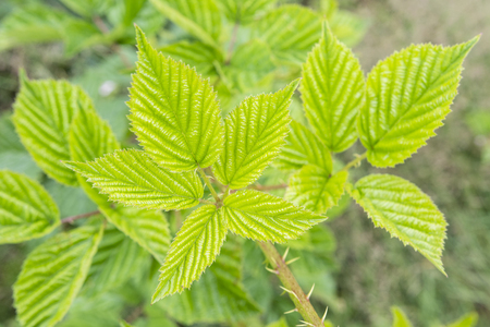 Young green leaves of blackberries in nature.