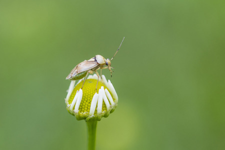 Beetle on a chamomile flower.の写真素材