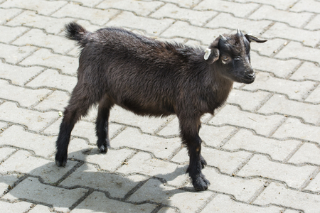 A black kid on the sidewalk.の写真素材