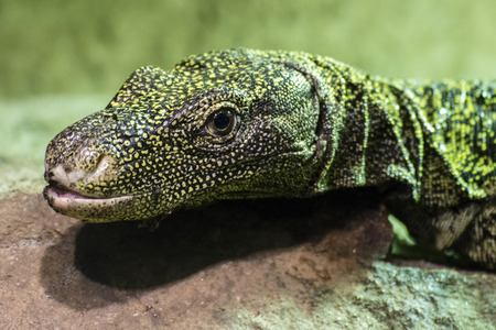 Varan in a giant terrarium.