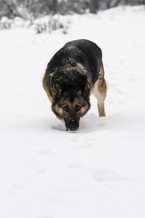 Stopping dog German shepherd in the snow.の写真素材