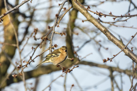Small bird sitting on a branch of a cherry.の写真素材