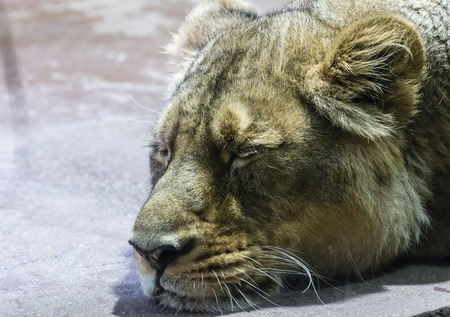 Head of lioness sleeping on concrete.の写真素材
