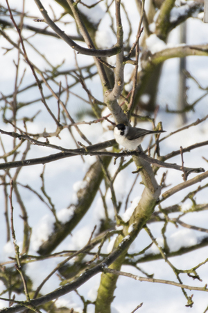 Field meadow or field sitting on a snowy tree.の写真素材