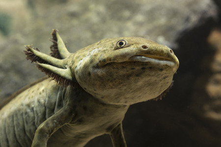 Axolotl Mexican in aquarium under water.の写真素材