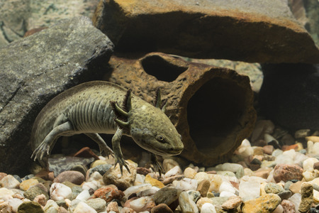 Axolotl Mexican in aquarium under water.の写真素材