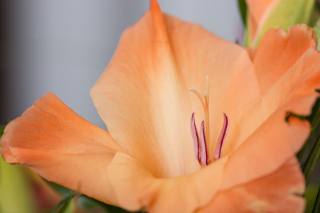 Orange iris in detail to the center.の写真素材