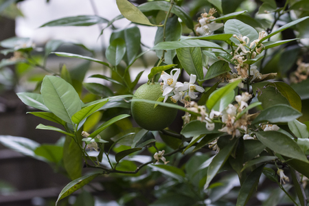 White citrus flowers on a plant.の写真素材