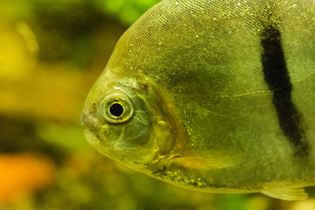 A peaceful herbivorous piranha in detail.の写真素材