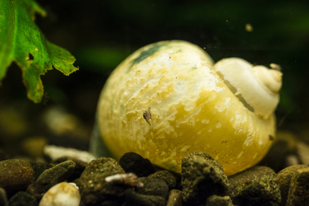 A large, yellow decaying shell of a snail and a small snail beneath the surface.の写真素材
