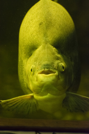 Freshwater herbivorous piranha faceplate underwater.の写真素材