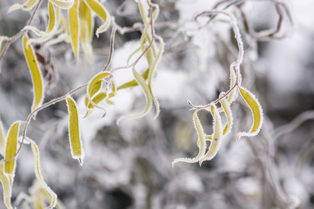 Frost on white background.の写真素材