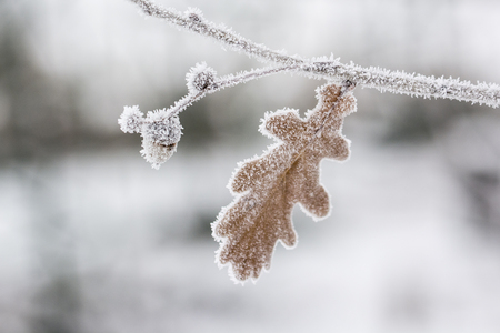 Frost on the oak leaf with the acorn on the branch.の写真素材